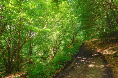 Yazın kayın ormanlarında gündüz gezisi. Karpatya doğasının güzelliği