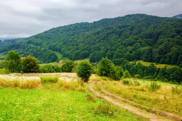 Carpathian Countryside Ukraine Cloudy Summer Day Trees Abandoned Rural Fields Stock Photo