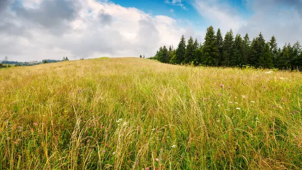 Field Field Hill Coniferous Forest Distance Cloudy Summer Day Carpathian Royalty Free Stock Photos