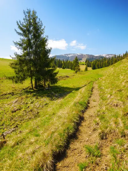 Spruce Tree Trail Path Mountains Beautiful Caprathian Countryside Sunny Morning Royalty Free Stock Images