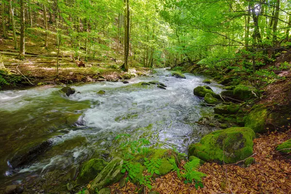 Mountain River Runs Primeval Beech Forest Water Flows Shore Trees Stock Image