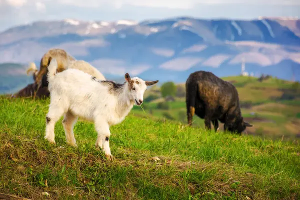 Baby Goat Grassy Hillside Countryside Scenery Ukraine Carpathian Mountans Sunny Stock Picture