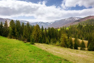 Borzhava Tepesi 'nin önündeki çimenli tepelerde ladin ormanı manzarası. Ukrayna 'nın dağlık kırsal manzarası baharda bulutlu bir günde