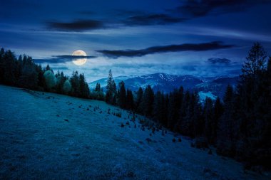 Geceleri çimenli bir tepede kozalaklı ağaçlar. Dolunay ışığında sihirli Karpatya manzarası