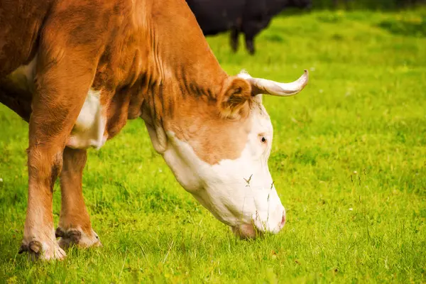 Portrait Cute Rufous Cow Grazing Grassy Meadow Carpathian Rural Area Stock Image