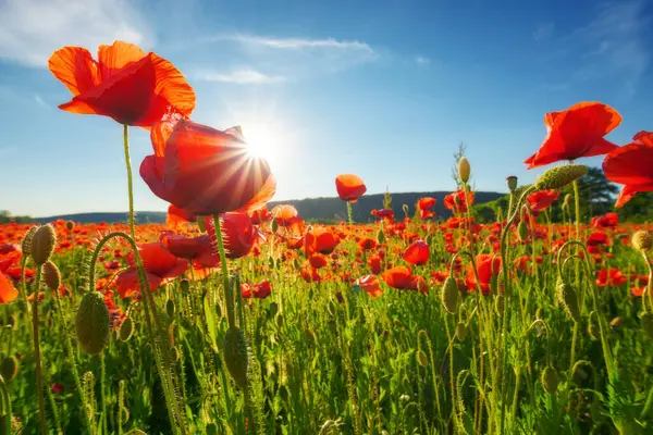 Vörös Mákmező Gyönyörű Táj Naplementekor Kék Alatt Nyáron Nap Virágok Jogdíjmentes Stock Fotók