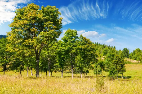 Baumreihe Auf Der Wiese Gebirgige Karpaten Landschaft Der Ukraine Sommer Stockbild