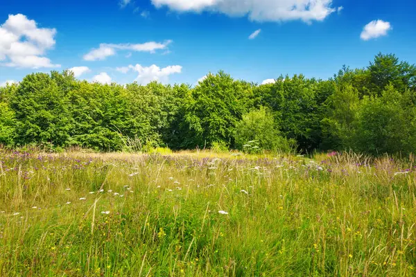 Beech Forest Grassy Meadow Summer Sunny Weather Fluffy Clouds Sky Stock Photo