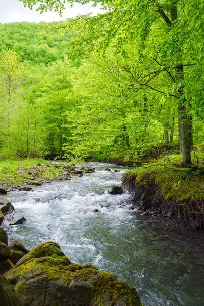 Stream Woods Stones Outdoor Nature Scenery Spring Ecology Fresh Water Stock Photo