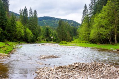 Karpat Dağları 'ndaki nehir manzarası. Çimenli sahildeki orman. Sığ su taşları ortaya çıkarıyor. Ukrayna 'nın Ukrayna Ulusal Parkı' nın baharın bulutlu bir gününde manzarası