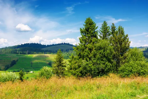 Landschaft Sommerlandschaft Den Karpaten Bäume Auf Der Wiese Ländliche Felder Stockfoto