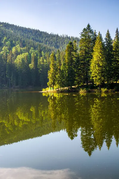 Táj Egy Synevyr Nyáron Természet Táj Kárpátok Tűlevelű Erdő Tükröződik Jogdíjmentes Stock Képek