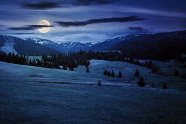 Çimenli çayır ve kozalaklı ağaçlık gece bir tepede. Dolunay ışığında sihirli Karpatya manzarası