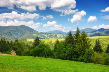Tepedeki çayır ve orman. Karpatya dağlarında güneşli yaz havası, Ukrayna. Yeşil kırsal alan manzarası. Mavi gökyüzünde kabarık kümülüs bulutları. tatil ve turizm sezonu