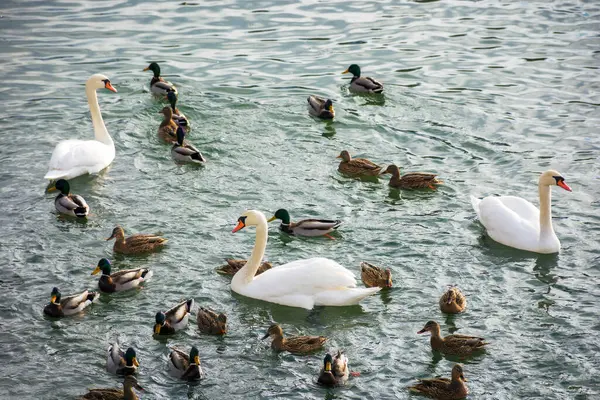 Três Cisnes Brancos Entre Rebanho Patos Rio Uzh Ucraniano Imagens Royalty-Free
