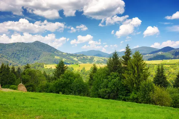 Pasture Forest Hill Sunny Summer Weather Carpathian Mountains Ukraine Green Stock Image