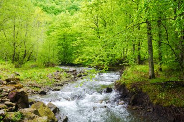 İlkbaharda Ukrayna 'nın Turiya Nehri' nin su kaynağı. İlkel Karpat Ormanı 'ndaki güzel doğa manzarası. Kayın ağaçları, bulutlu bir günde, çevre ışıklarıyla derenin kıyısında.