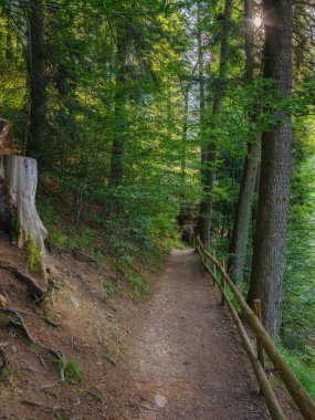 forest scenery with green trail in summer. nature landscape with fence along the path