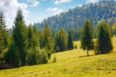 spruce trees on the grassy slope of borzhava ridge. beautiful scenery of ukrainian carpathian mountains in summer