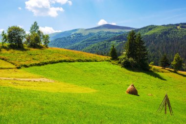 haystacks and a trees on a green grassy hill. beautiful summer scenery of ukrainian carpathian counrtyside. rural landscape of podobovets village at high noon