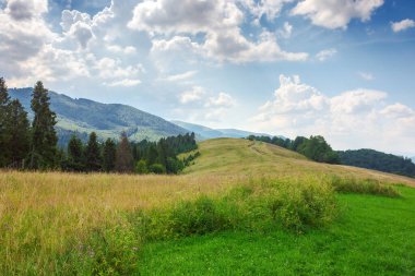 countryside scenery with meadow in mountains. trees on the grassy hill in evening light. rural area of transcarpathia ukraine