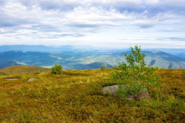 Karpat Dağları 'nın renkli tepeleri. Yazın sonlarında Ukrayna 'nın çimli dağlık çayırlarındaki ağaç. Sabah manzarası bulutlu bir gökyüzünün altında benekli bir ışık