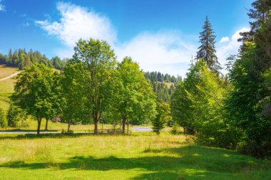 Yazın güneşli Transcarpathia kırsal arazisi. Yeşil tepenin yakınındaki kozalaklı ormanın gölgesinde mavi gökyüzünün altında bulutlu bir manzara. 