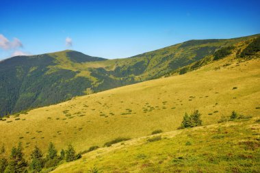 Yazın Karpatlar 'ın dağ manzarası. Sabahın köründe çimenli tepeler. Kornohora tepesi Ukrayna 'nın popüler seyahat yeridir.