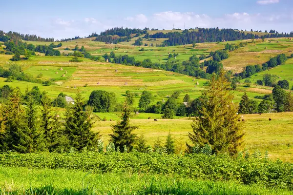 Transcarpathia kırsal alanı, yazın Ukrayna. Sabah vakti orman tepeleri olan yeşil Karpatlar 'ın kırsal manzarası