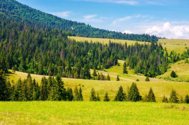 Yazın çimenli tepelerde kozalaklı ormanlarla kaplı dağlık bir arazi. Güneşli bir günde Ukrayna kırsalının güzel manzarası