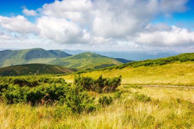 Yeşil manzaralı, benekli ışıkta alp otlayan kornohora sırtı çayırları. Yazın gökyüzü altında bulutlu Ukrayna Dağları manzarası. Transcarpathia 'nın popüler seyahat hedefi