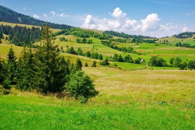 Transcarpathia kırsal alanı, yazın Ukrayna. Parlak güneşli bir günde ormanlık tepeleri olan yeşil Karpat dağlarının kırsal manzarası.