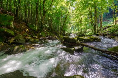Kayın ormanındaki su akıntısı yosunlu kayaların arasında. Baharın sonlarında ya da yazın güneşli bir günde dağ nehri manzarası. Hızlı akış. Karpatya doğasının güzelliği. yeşil ortam