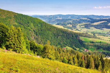Borzhava bayırının yeşil çimenli yamaçlarındaki kozalaklı orman. Güneşli bir gün. Uzakta kırsal vadi var. Yazın Ukrayna Dağları 'nın muhteşem manzarası