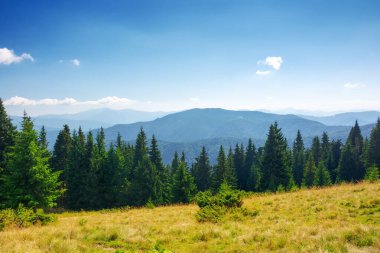 Çimenli çayırın arkasındaki ladin ormanı. Karpat Dağları 'nın yeşil yaz manzarası. Uzak tepenin üzerindeki bulutlarla güneşli bir hava. Açık hava maceraları ve yürüyüş sezonu. Ukrayna 'nın alp manzarası