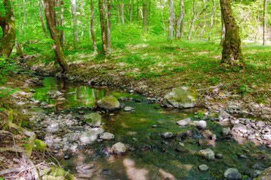 Kayın ormanından akan hızlı su akıntısı. Nehrin kıyısında yosunlu kayalar ve ağaçlarla kaplı bir manzara. Karpat Dağları 'ndaki bahar manzarası. uzak dere