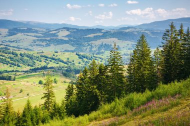 Ukrayna 'nın Karpat Dağları' ndaki kırsal manzara. Yazın otlak çayırlar ve orman yamaçlarıyla dağlık arazi. Yukarıdan güzel bir manzara. Borzhava sırtı yakınlarındaki vadi
