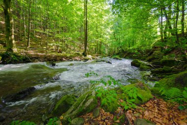 Nehir kayın ormanlarından akıyor. Yazın yeşil doğal ortam. Hızlı Karpat dağ suyu akıntısı
