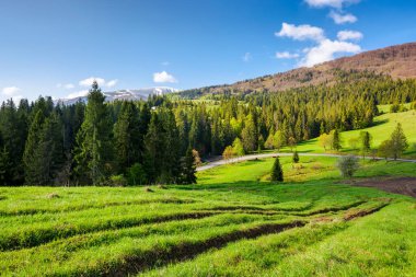 Baharda Ukrayna 'nın Karpat Dağları manzarası. Ormanlı tepe ve sabah ışığında çimenli çayır manzarası
