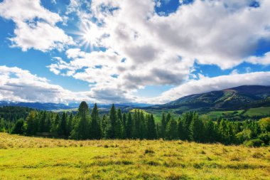 Güneşli bir sabahta alp çayırı. Sonbaharın başlarında Ukrayna 'nın dağlık kırsal arazisi. Harika güneşli bir hava. Uzakta kırsal vadi