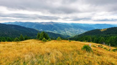 Sonbaharda yağmurlu bir günde alp çayırı. Karpatya sıradağlarının çarpıcı manzarası. Ukrayna 'nın dağlık kesimlerinde yemyeşil otlar. bulutlu gökyüzü