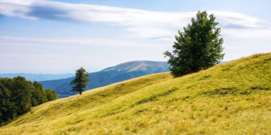 Akşamüstü vakti çimenli çayırların arkasındaki kayın ağaçlarının manzarası. Yazın sonlarında kabarık bulutlu mavi gökyüzü altında Ukrayna Karpatları 'nın yuvarlanan manzarası