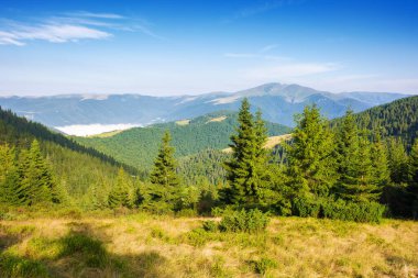 Karpat Dağları 'nın kozalaklı ormanları. Güneşli bir yaz sabahında çimenli çayırdaki ağaçlar. Uzakta blyznytsia zirvesi olan svydovets sırtı. Ukrayna 'nın Alp manzarasında açık hava maceraları