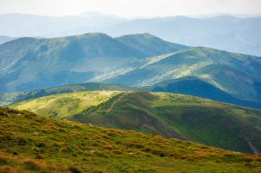 Kornohora sırtının dağ manzarası. Mnt 'nin çimenli tepeleri. Benekli ışıktaki petroller. Yazın Ukraynalı Karpatların Alp manzarası. Transcarpathia 'nın popüler seyahat hedefi