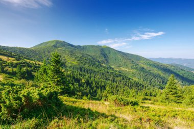 Sabah ışığında Sheshul Dağı 'nın olduğu güzel bir manzara. Yazın Ukrayna 'nın karpatya sıradağlarının kornohora sırtı. Ormanlı tepeler. Popüler seyahat merkezi. çimenli alp çayırları