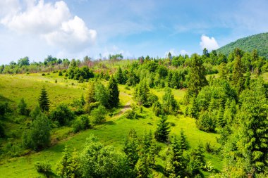 Çimenli tepedeki ağaçlar. Dağlık yeşil yaz manzarası