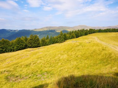 Yazın sonlarında çimenli tepedeki kayın ormanı. Güneşli bir öğleden sonra. Güneşli bir öğleden sonra Ukrayna 'nın Karpat Dağları manzarası