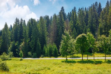 Yazın kozalaklı ormandan geçen köy yolu. Güneşli bir günde Ukrayna 'nın Karpatlar Dağı' na yolculuk