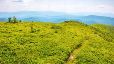 Çimenli tepeden geçen patika. Yazın Ukrayna 'nın Karpat Dağları manzarası. Uzak yabanda öğleden sonra maceraları