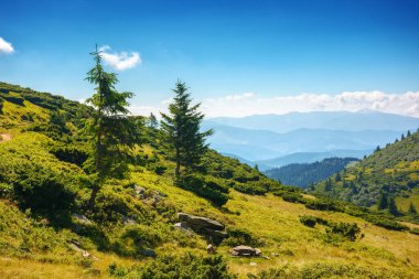 Yazın Karpat Dağları 'nın çimenli yamacında ağaçlar. Güneşli bir günde uzak vadileri ve yuvarlanan tepeleri olan dağlık bir arazi. Ukrayna 'nın açık hava maceraları ve seyahat yerleri